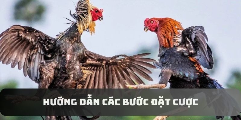 Hướng dẫn các bước đặt cược cơ bản