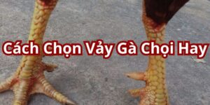 cách chọn vảy gà chọi hay