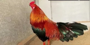 ảnh đại diện đá gà thomo xanh trích